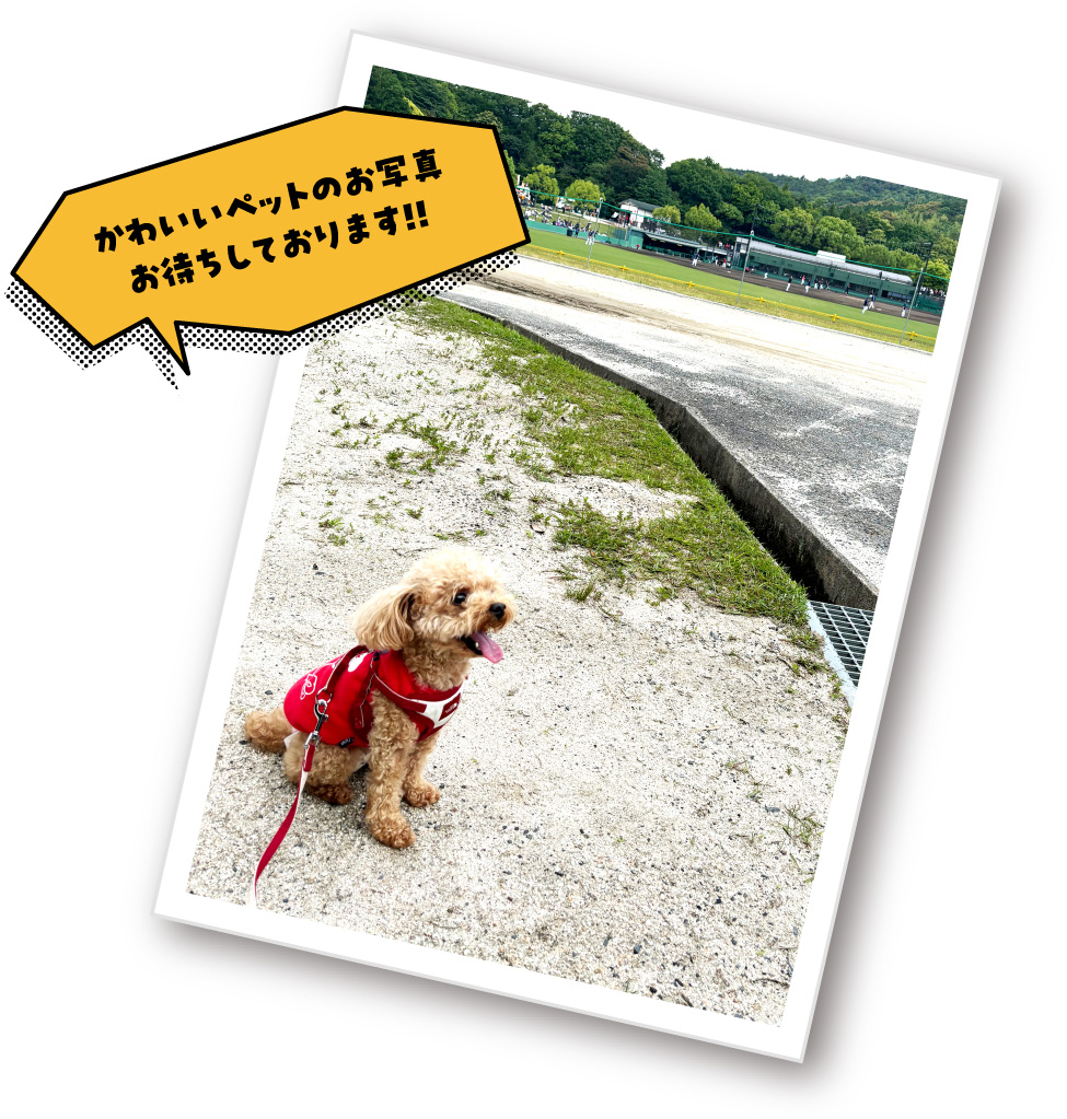 かわいいペットのお写真お待ちしております!!
